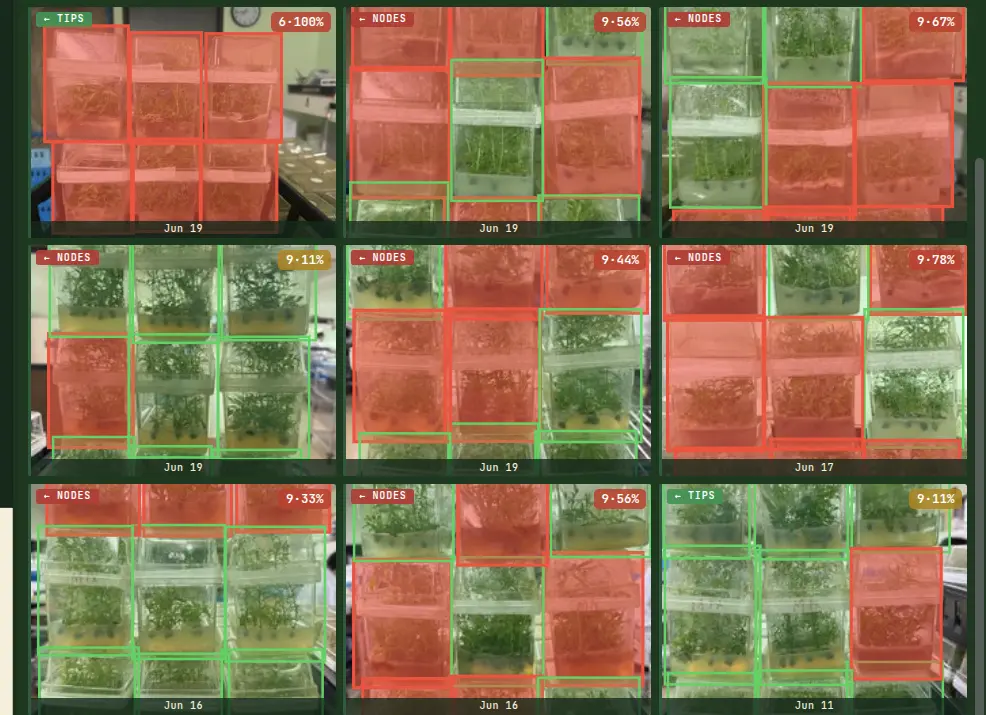 A grid of tissue culture tray photos with the computer-vision overlay. Each container is outlined, green for clean and red for contaminated, with a confidence label.