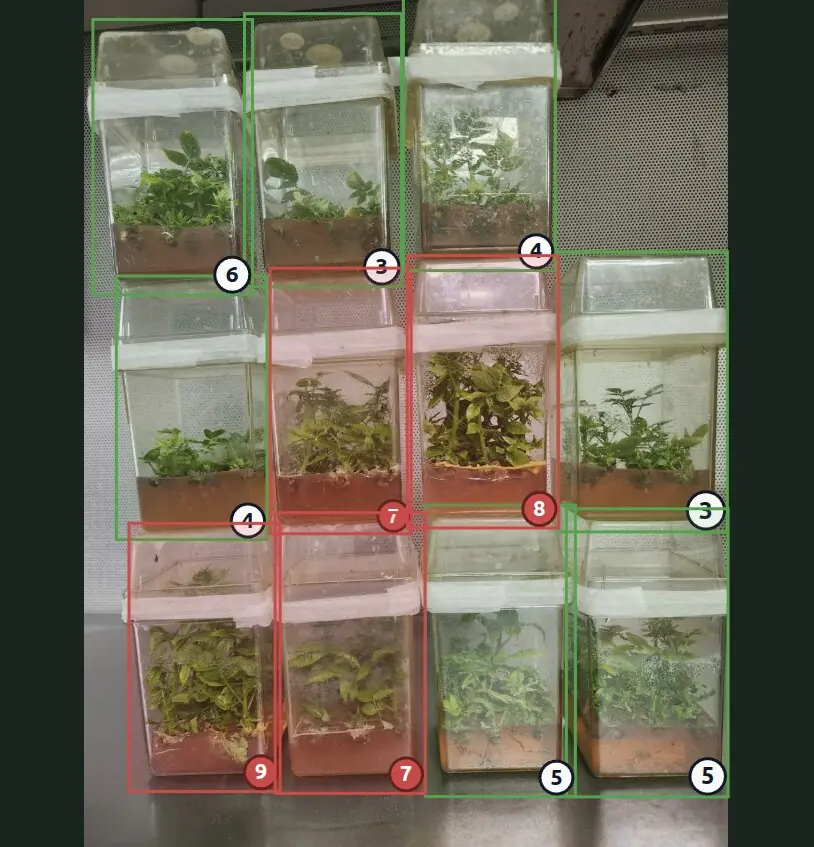 A tray of clear plastic tissue culture jars with computer-vision bounding boxes overlaid. Green boxes mark jars with above-threshold quality scores; red boxes flag jars with suspected contamination or below-threshold quality. Each box carries a numeric grade.