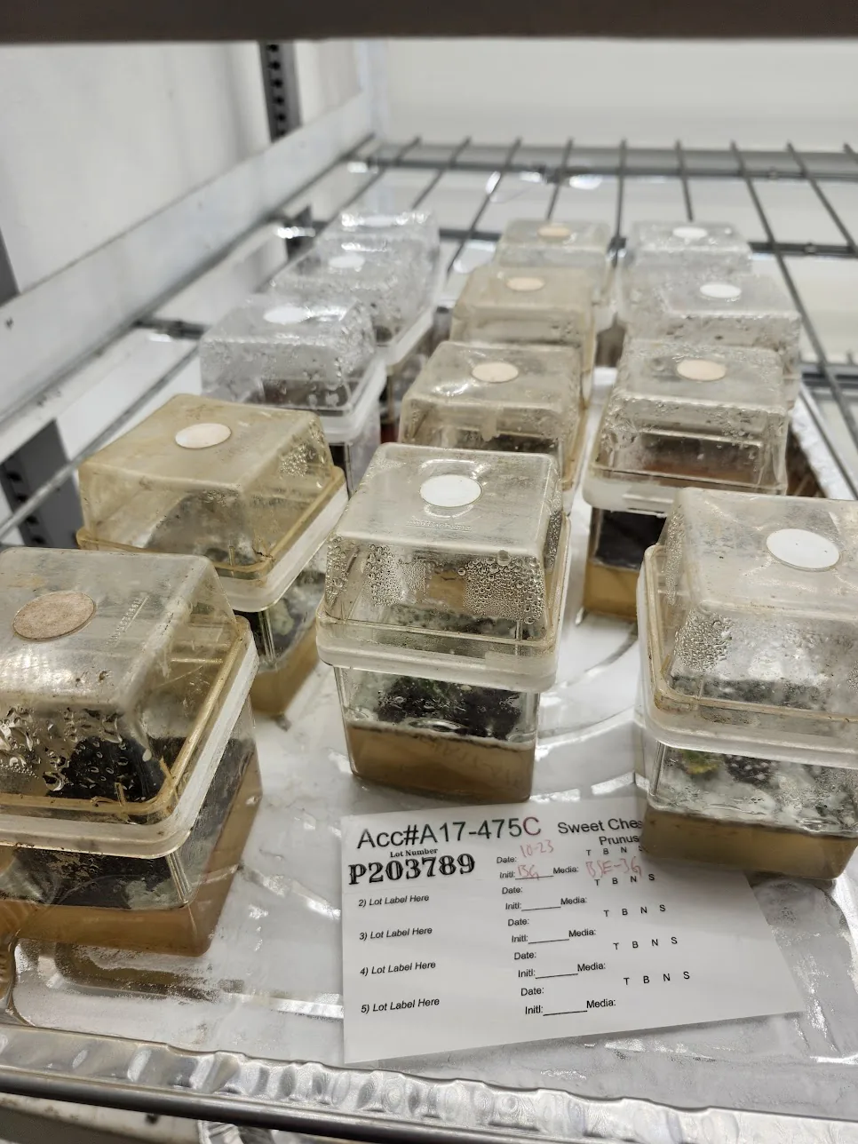 Tissue culture boxes on a foil tray showing a dark, dusty Aspergillus lawn across the media surface.
