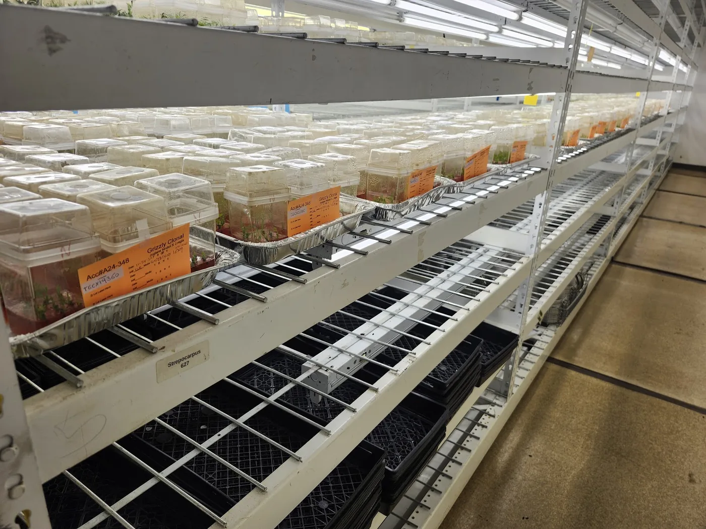 A row of culture room shelves with culture boxes spaced out on aluminum foil trays.