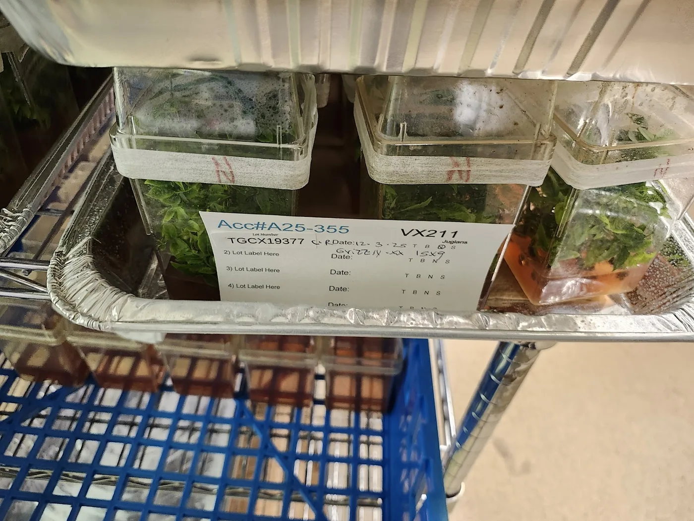 Culture vessels spaced apart on an aluminum foil tray so that none of the boxes touch each other.
