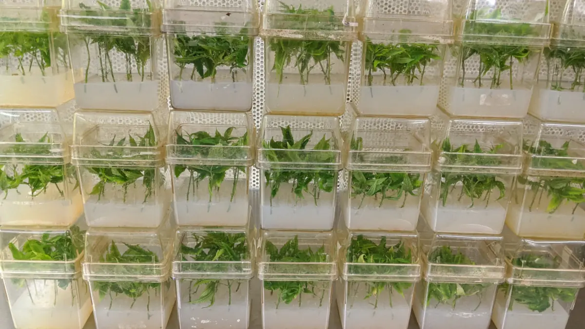 Rows of clear tissue culture vessels, each holding green shoots growing in nutrient medium