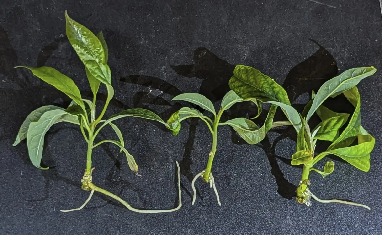 Three rooted tissue culture plantlets photographed against a dark backdrop, showing visible main shoots, leaves, and root development.