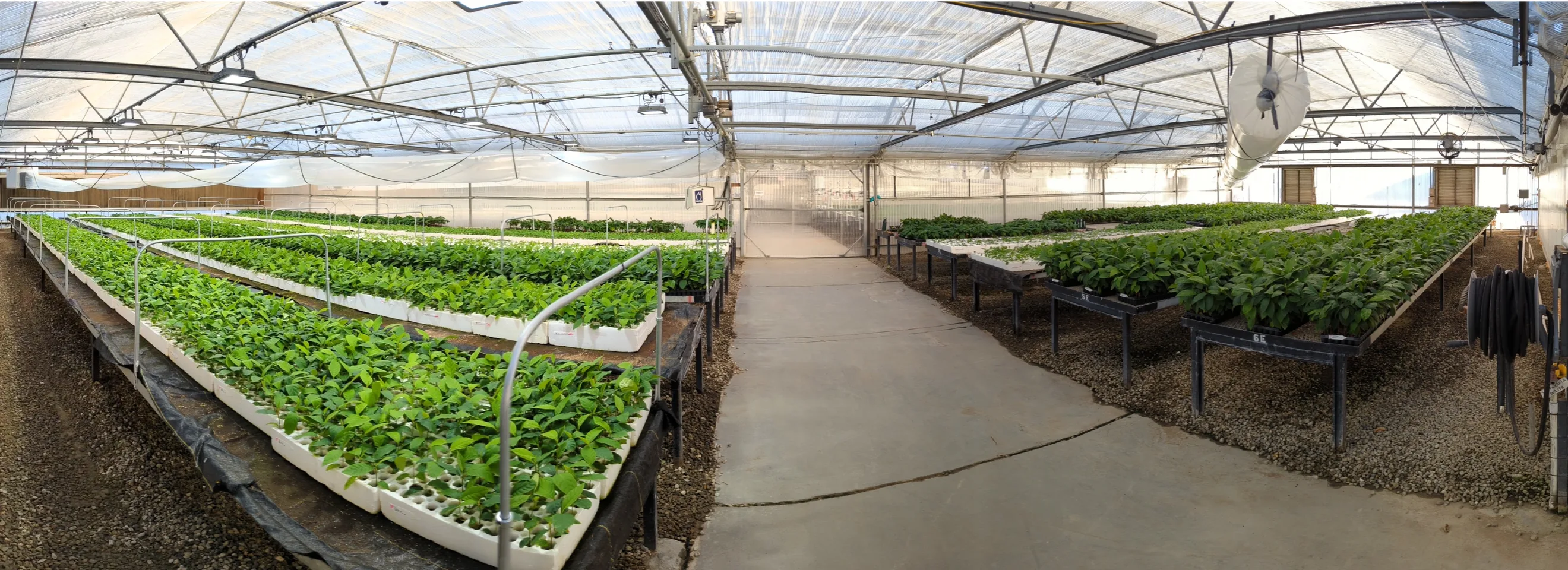 Breadfruit trees in greenhouse, courtesy of TissueGrown Corporation