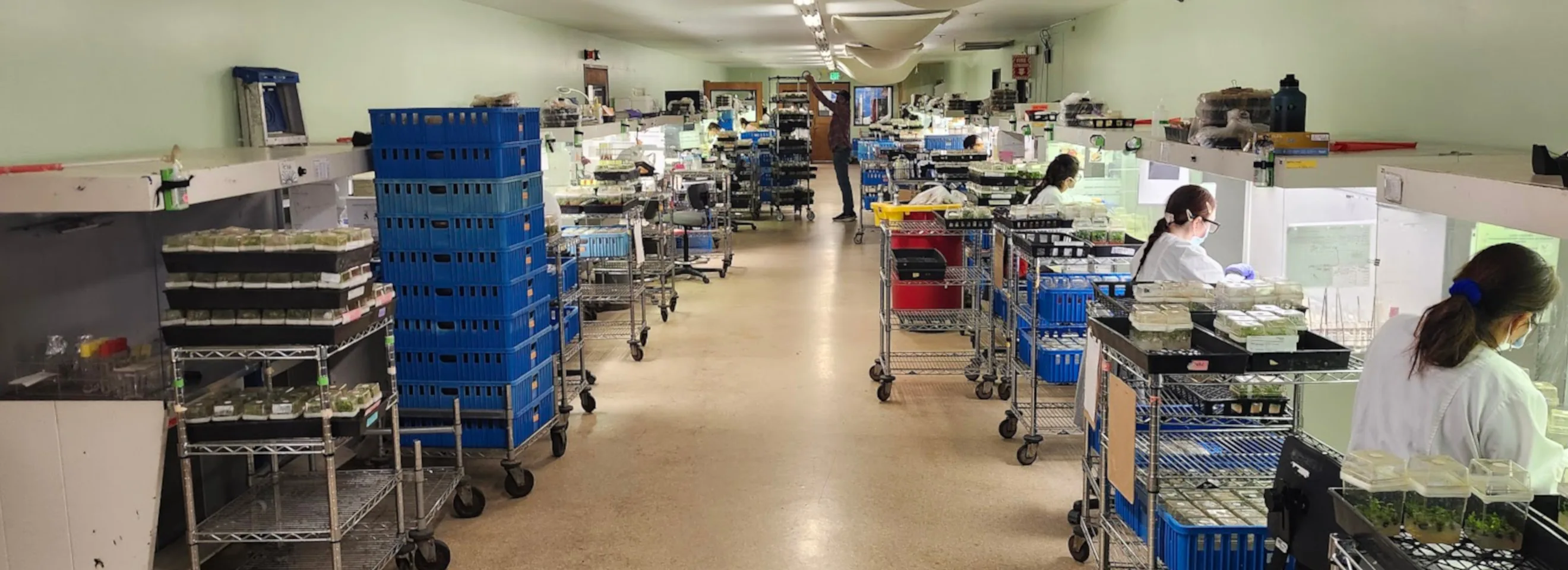 A wide view down a tissue culture lab aisle — racks of culture trays on the left, hood techs at workstations on the right