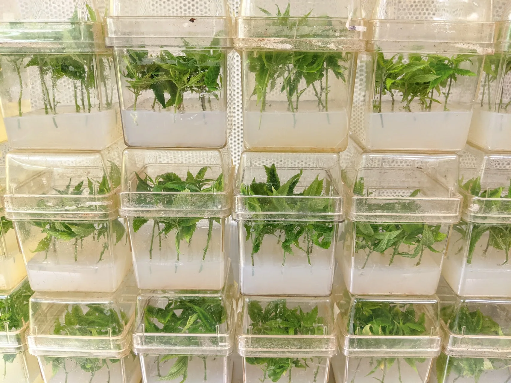 Stacks of cannabis cultures in clear plastic culture boxes at the induction stage