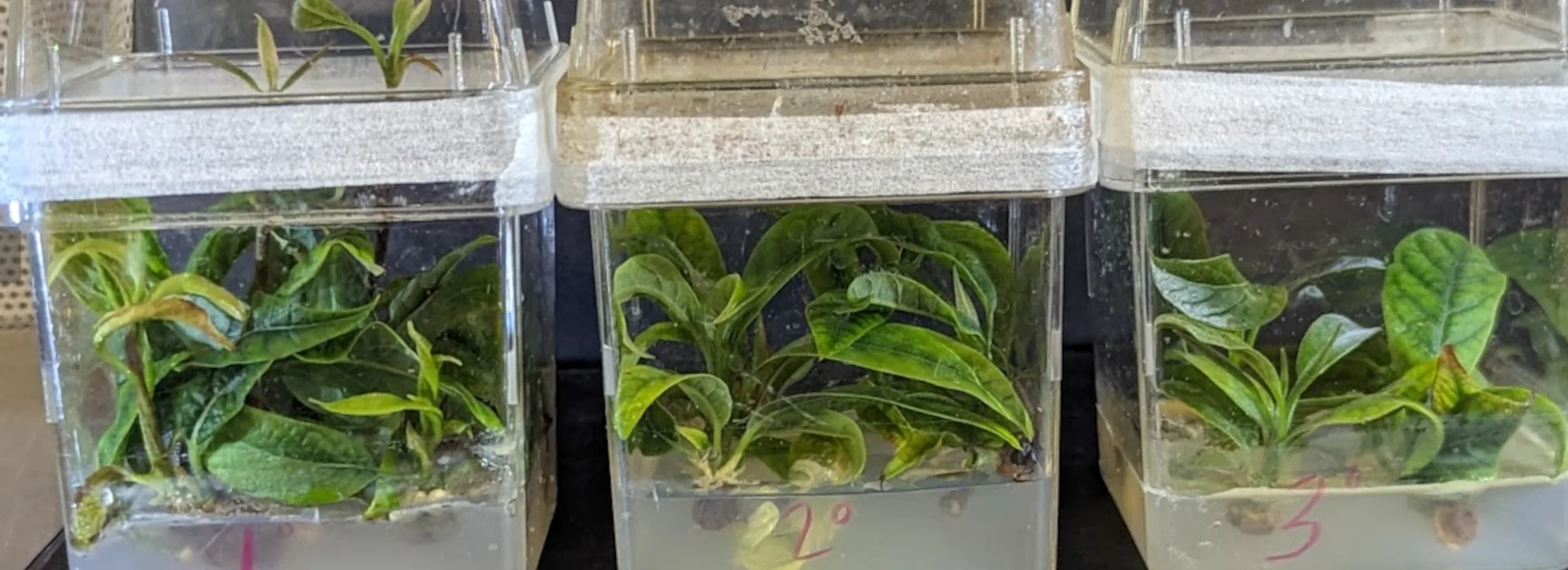 Three culture boxes on the bench, with computer-vision plant segmentation overlaid on every plantlet