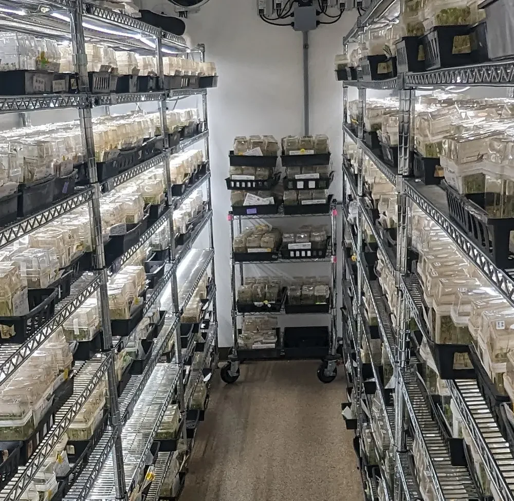 A long aisle in a tissue culture growth room with shelves of culture trays stacked floor to ceiling on both sides