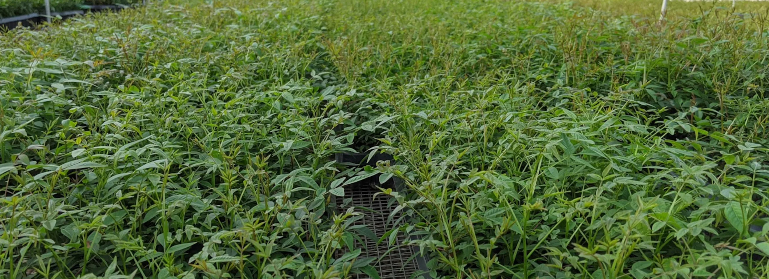 Pistachio plants in greenhouse trays, dense canopy of production at scale